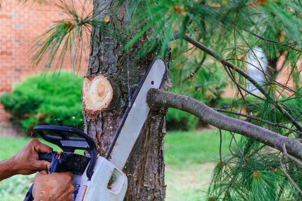 Best Tree Branch Trimming  in Wharton, TX